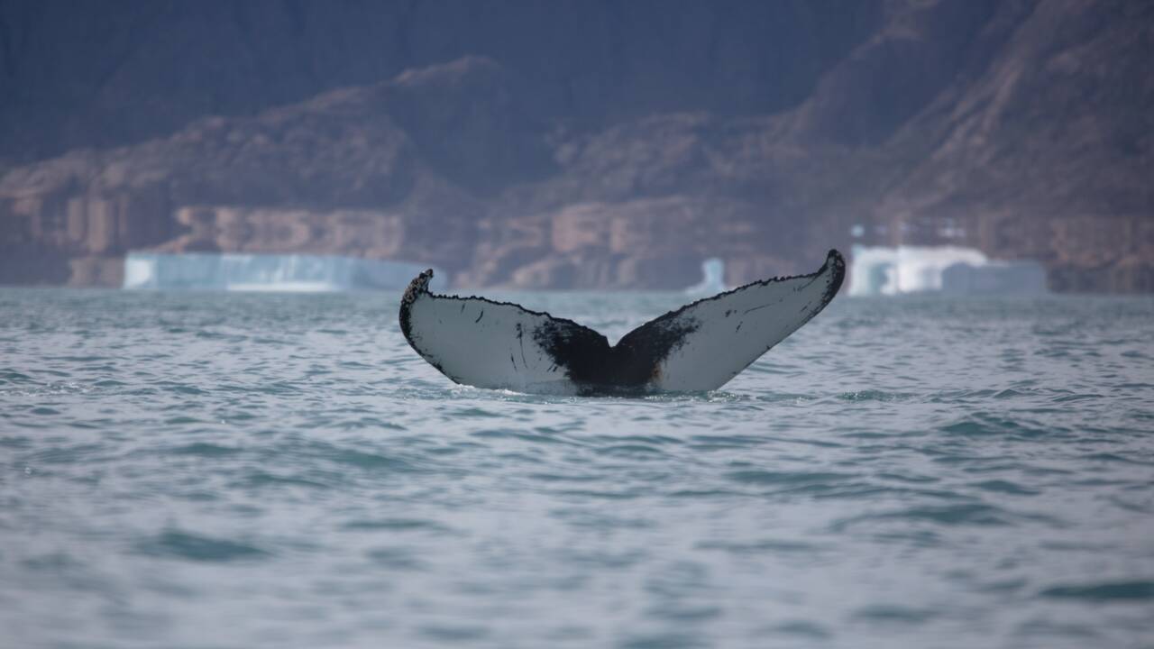 Expédition Glacialis : cap vers Paamiut au Groenland en compagnie des baleines à bosse