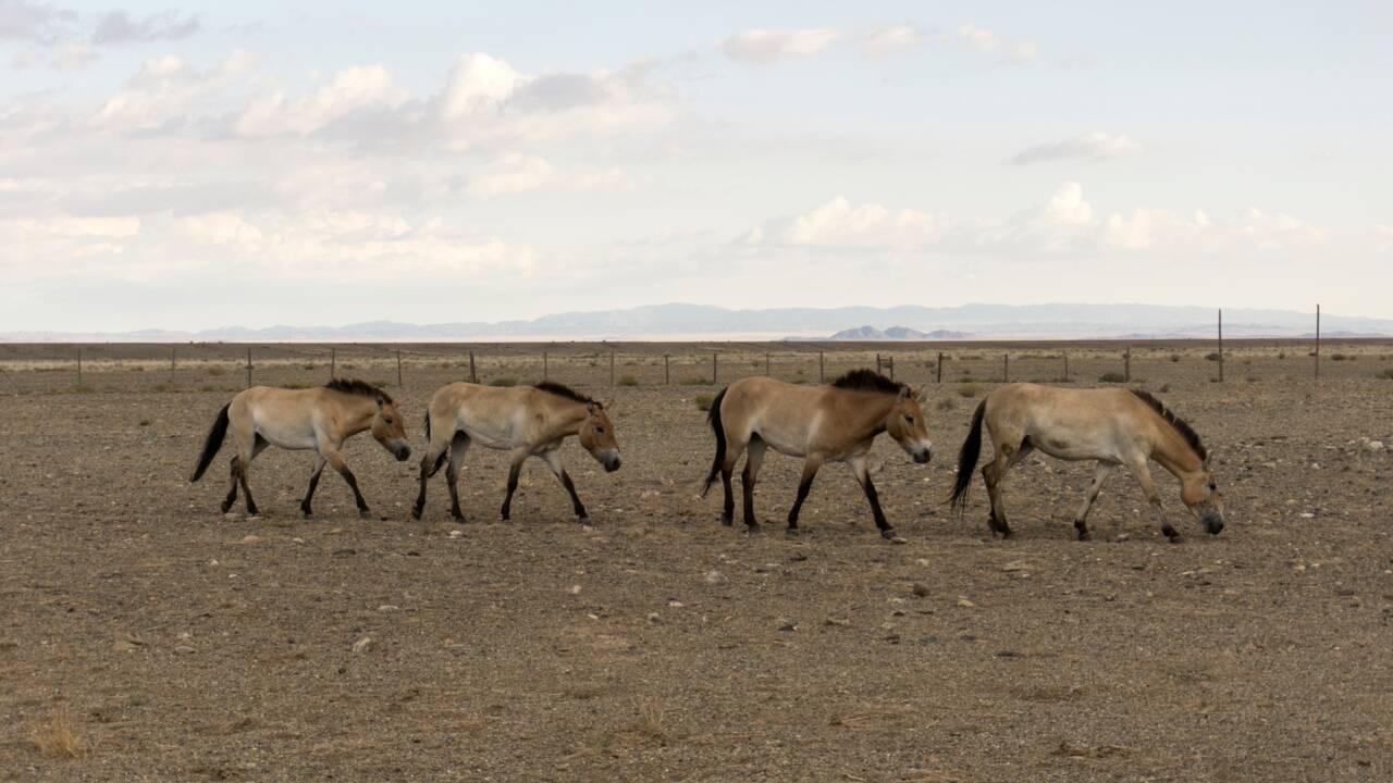 Mongolie : une nouvelle base de données pour mieux conserver le cheval de Przewalski