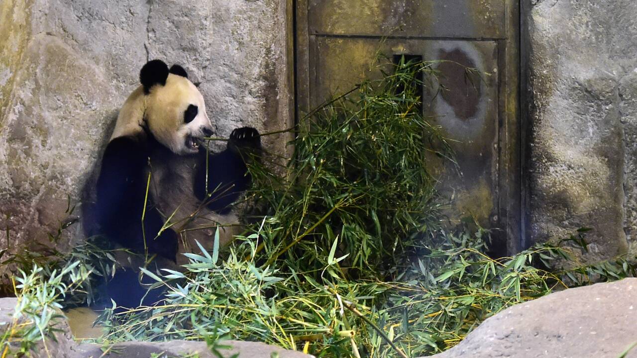 Des jumeaux pandas géants sont nés dans un zoo de Madrid