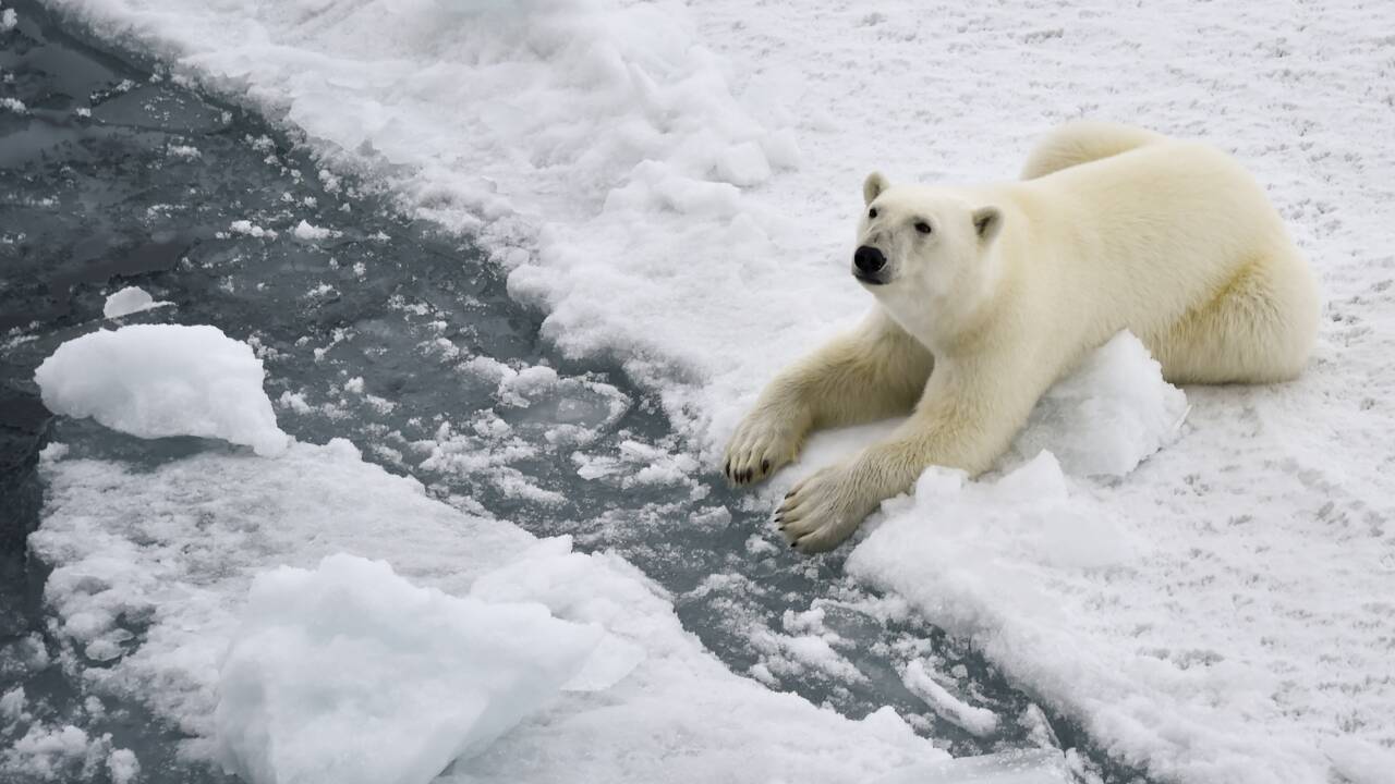 Aux abords du pôle Nord, la glace témoin et victime du réchauffement climatique