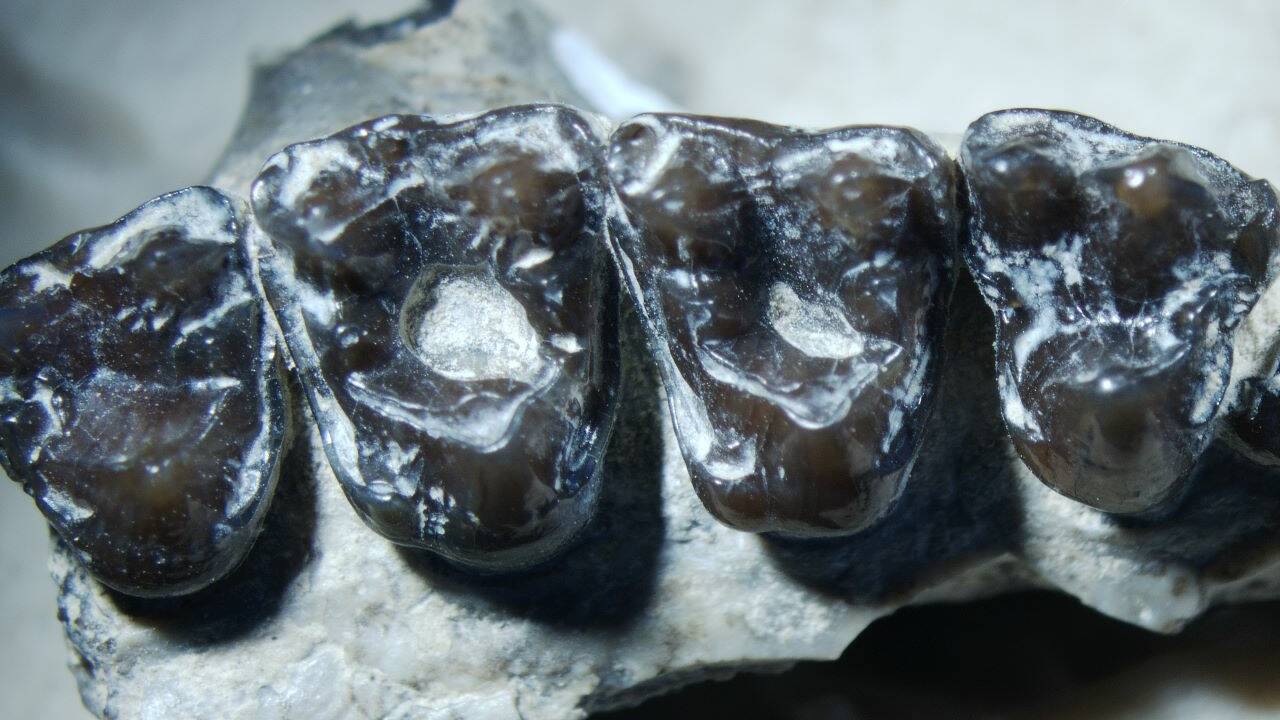 Le premier cas de carie dentaire chez un mammifère découvert sur un primate vieux de 54 millions d'années