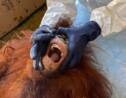 Des orangs-outans de Bornéo testés pour le coronavirus