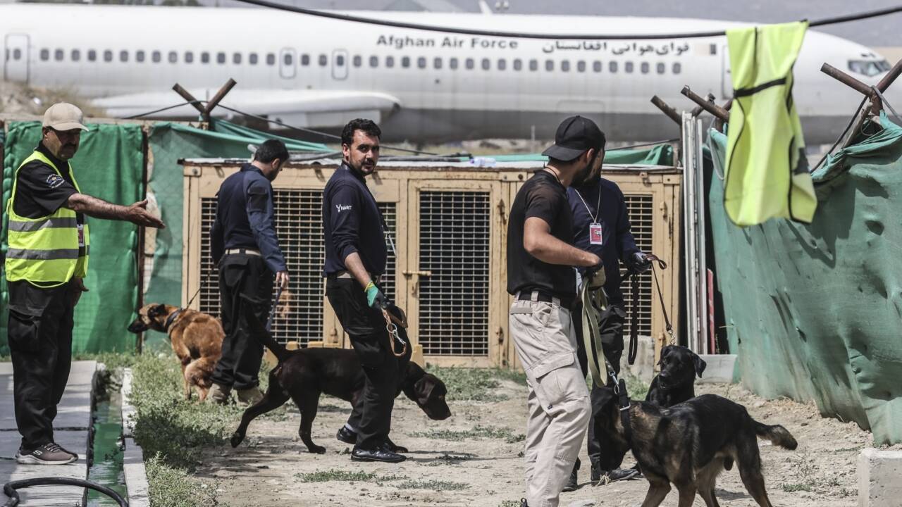 Abandonnés à leur sort, les chiens de l'aéroport de Kaboul se reprendront du service