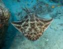 De rares images d'un ange de mer, en danger critique d'extinction, filmées au pays de Galles 