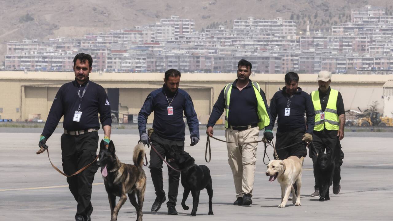 Abandonnés à leur sort, les chiens de l'aéroport de Kaboul se reprendront du service