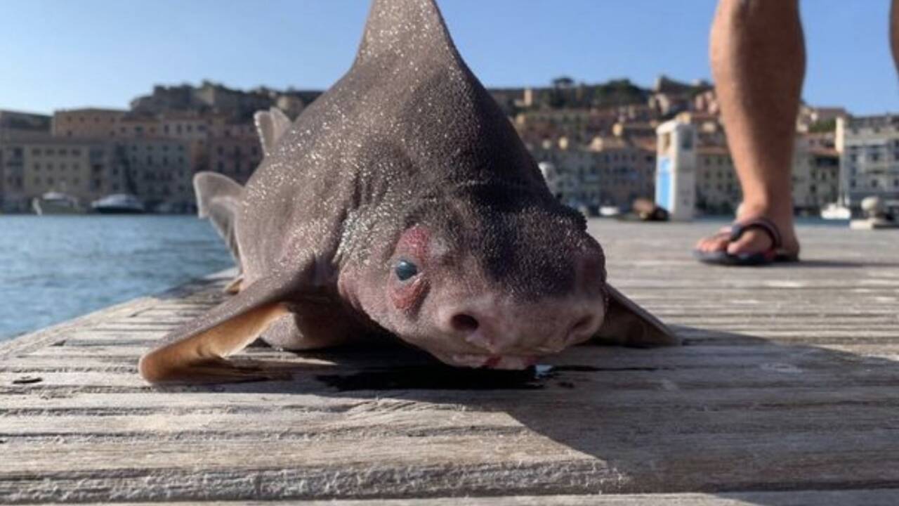 Italie : découverte d'un étrange requin à la tête de cochon 