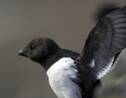 Pris dans les cyclones, les oiseaux marins de l'Atlantique Nord meurent affamés