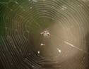 Les images hypnotisantes d'une araignée filmée en train de tisser sa toile