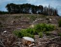 Aux arbres, citoyens! : dans le Morvan, des résistants achètent la forêt pour la sauver