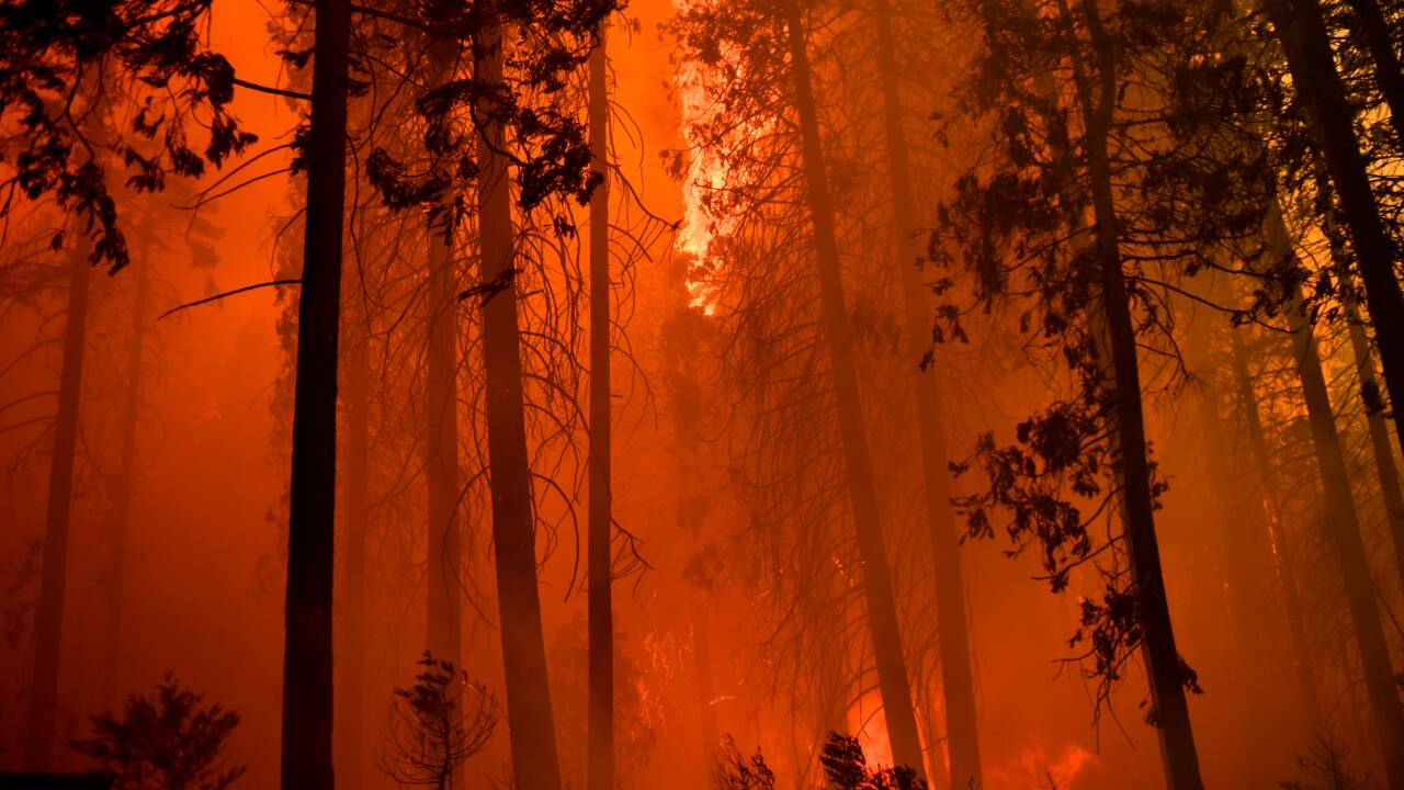 Les feux de forêts en Californie ont détruit des milliers de séquoias géants