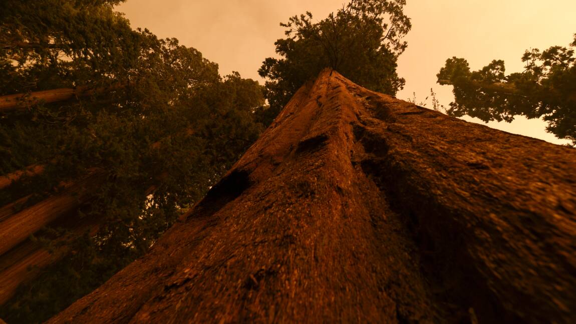Les pompiers californiens ont bon espoir de sauver les séquoias géants des incendies