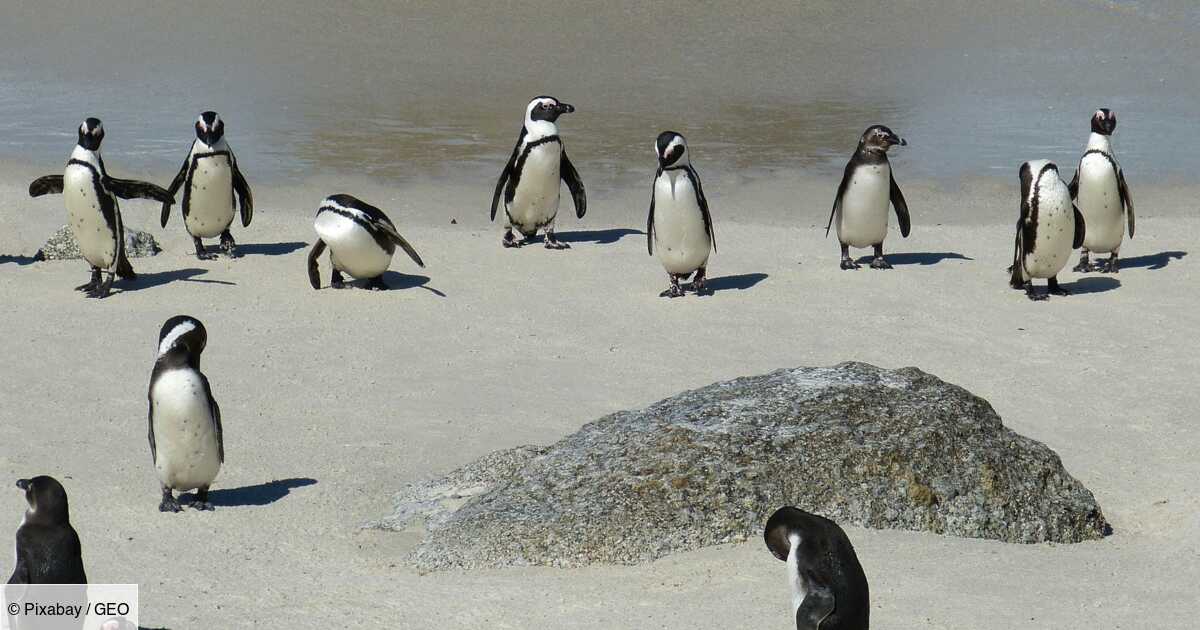 Des Abeilles Tuent 63 Manchots Du Cap En Afrique Du Sud Geo Fr