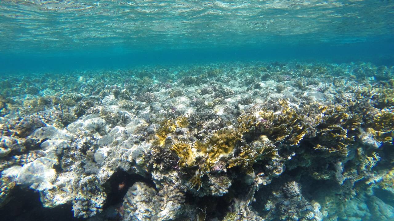 Les récifs coralliens ont diminué de moitié dans le monde depuis les années 1950