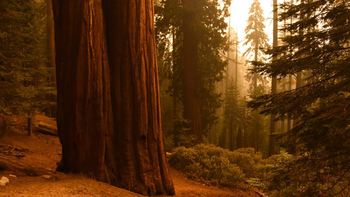 Des bosquets de séquoias cernés par les flammes en Californie