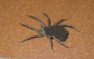 Should we fear the wolf spider and the eggs it carries on its body?