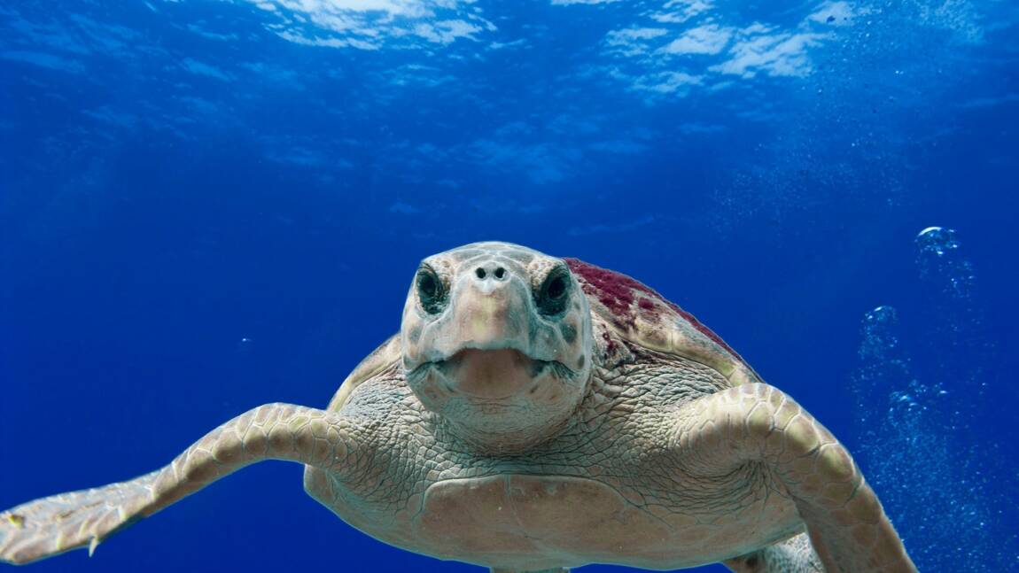 Tunisie : trois tortues d'espèces protégées relâchées après leur sauvetage