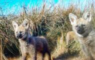 Imágenes raras de una loba de melena con sus cachorros capturadas en Argentina