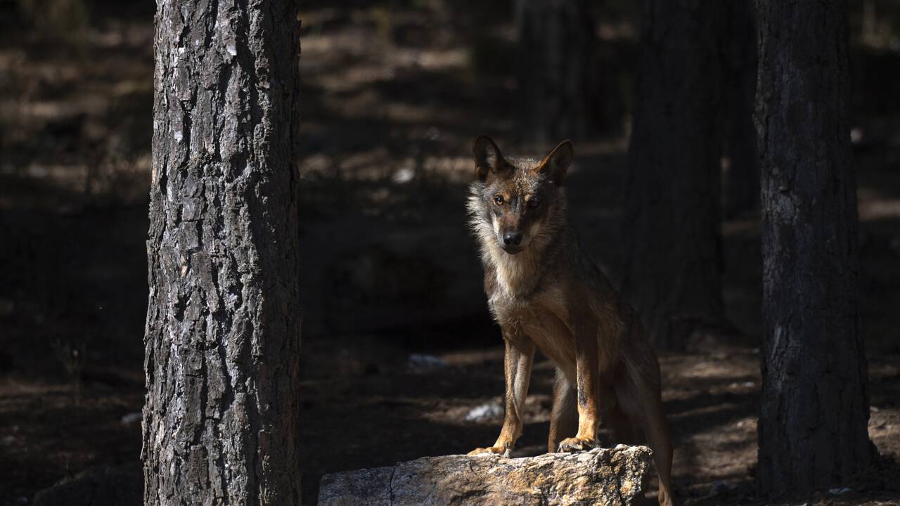 La chasse au loup désormais interdite dans toute l'Espagne