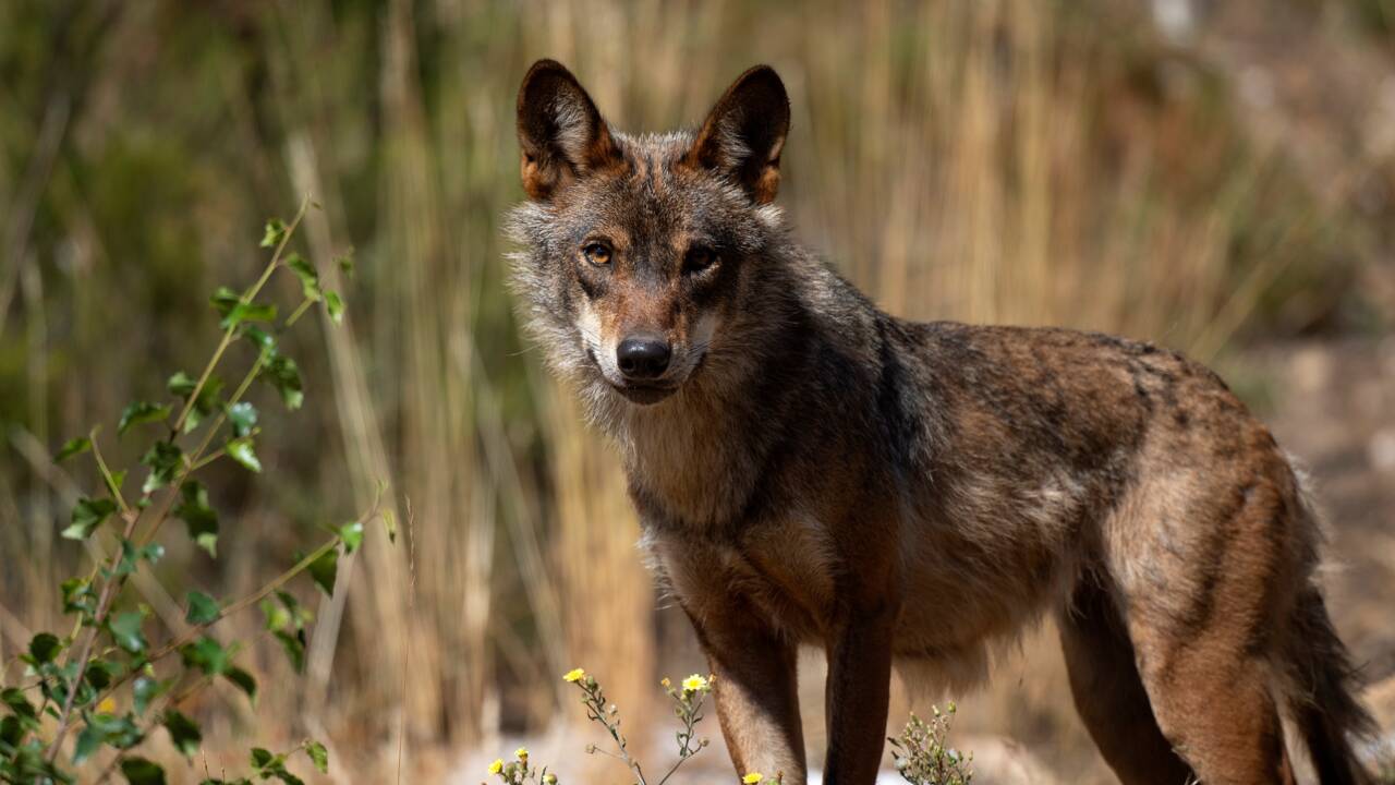 La chasse au loup désormais interdite dans toute l'Espagne