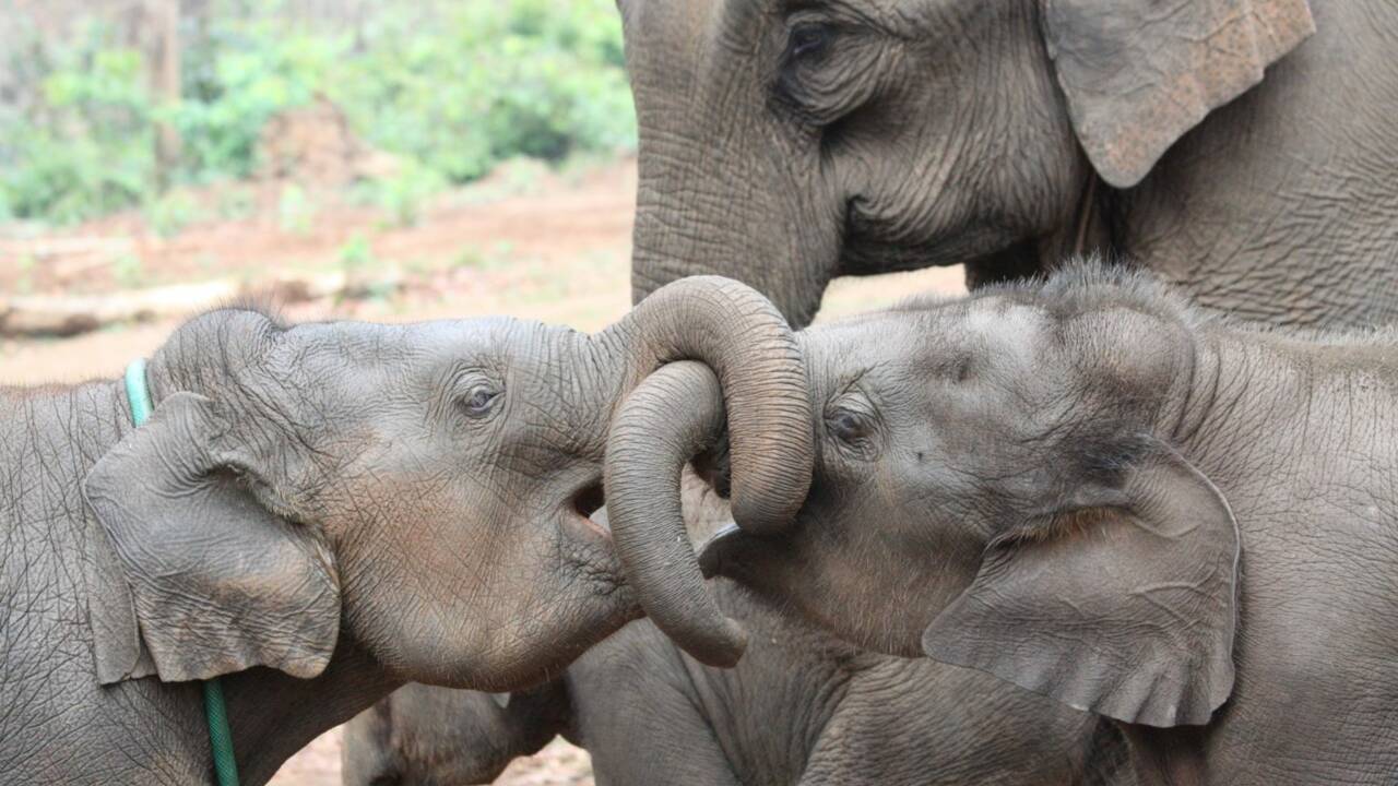 Les éléphants s'en sortent mieux dans la vie quand ils sont élevés avec des frères et sœurs plus âgés