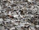Plus de 3.000 ailerons de requins saisis en Colombie