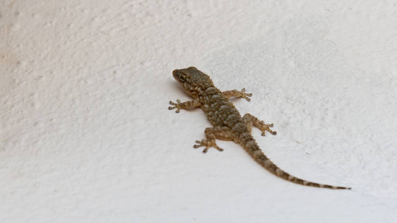 Participez à un projet de Gecko-localisation pour cartographier le gecko en France