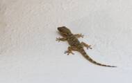 Participate in a Gecko location project to map the gecko in France