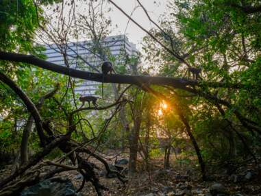 Inde : en plein Mumbai, une incroyable jungle dans un chaos de béton