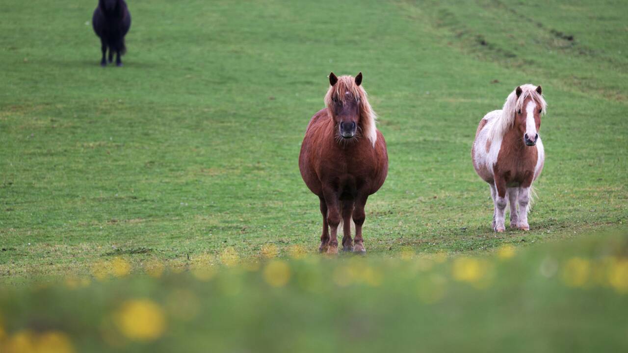 Comment la pandémie a relancé l'intérêt pour les poneys Shetland 