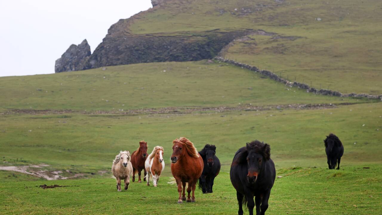 Comment la pandémie a relancé l'intérêt pour les poneys Shetland 