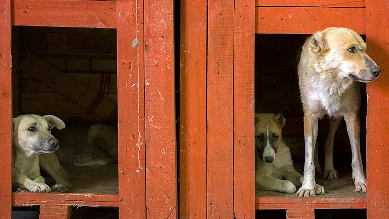 Corée du Sud : le président propose d'interdire de manger la viande de chien