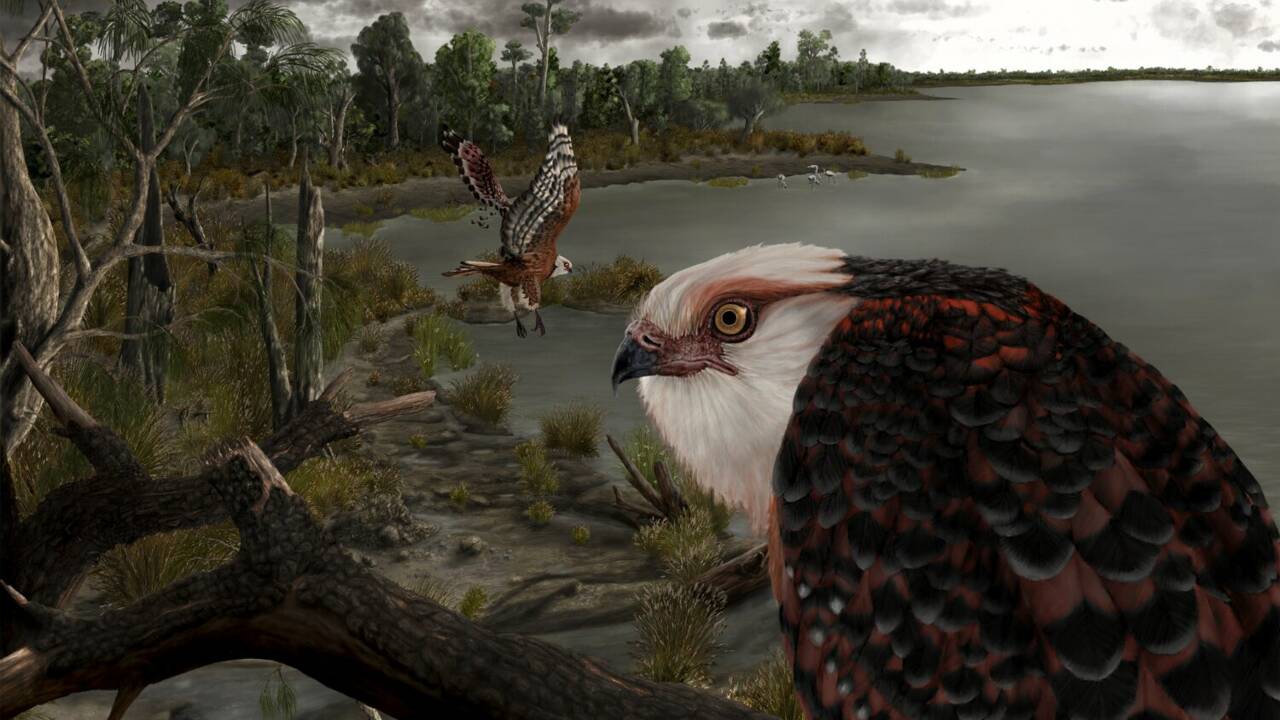 Australie : découverte d'un squelette d'Archaehierax, l'aigle qui terrorisait les koalas il y a 25 millions d'années