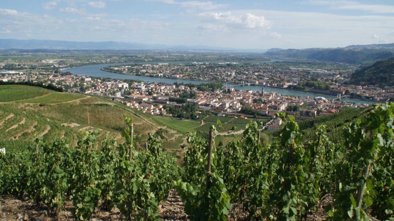 Des vignerons passionnés redonnent vie à des vins antiques dans la vallée du Rhône