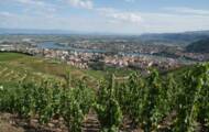 Passionate winemakers bring old wines back to life in the Rhône Valley