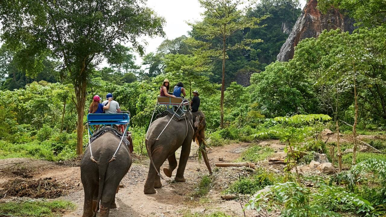 En Thaïlande, 57% des éléphants à touristes ont des tics nerveux
