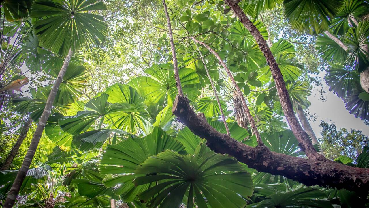 Australie : un peuple aborigène devient le gardien de Daintree, la plus vieille forêt tropicale du monde