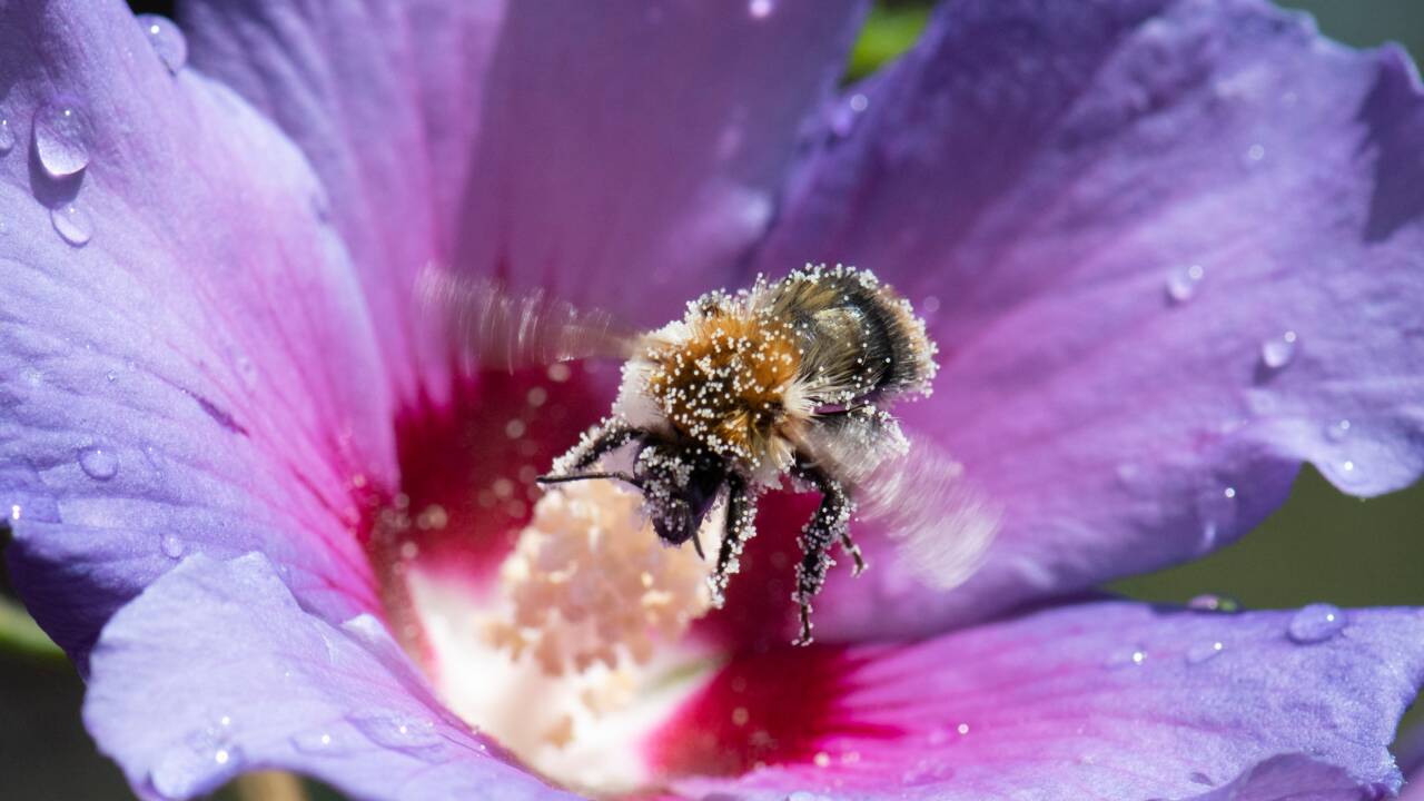 Le million de signatures atteint pour une initiative citoyenne européenne pour les abeilles
