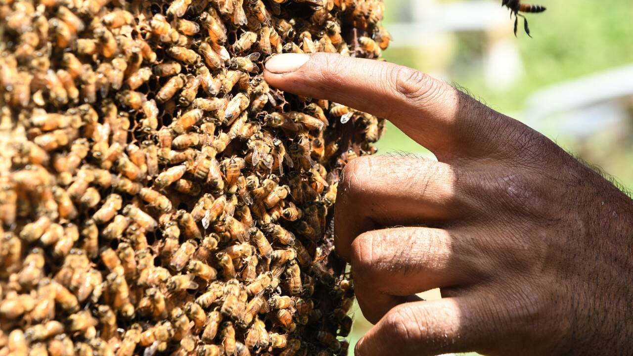 Les apiculteurs du Cachemire indien et leurs abeilles transhument vers le sud en quête de chaleur et de pollen