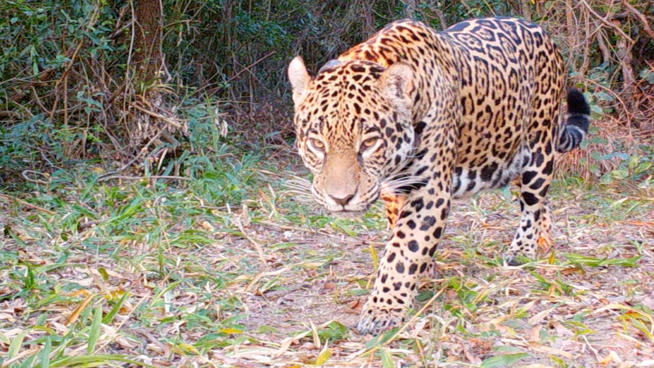 Le premier jaguar né d'un programme de reproduction réintroduit en Argentine 
