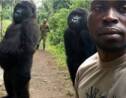 RDC : décès de Ndakasi, une gorille célèbre du parc des Virunga