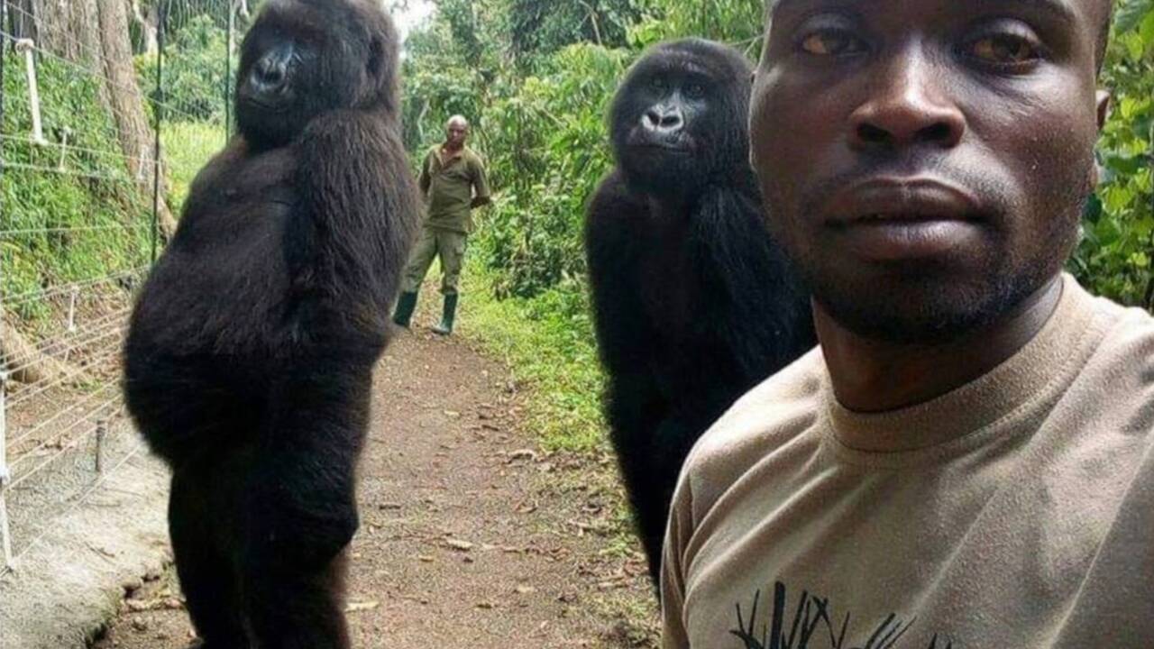 RDC : décès de Ndakasi, une gorille célèbre du parc des Virunga
