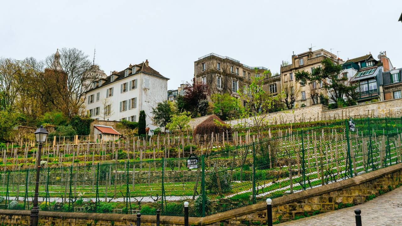 Vignoble Montmartre : ce qu'il faut savoir sur la Fête des Vendanges 