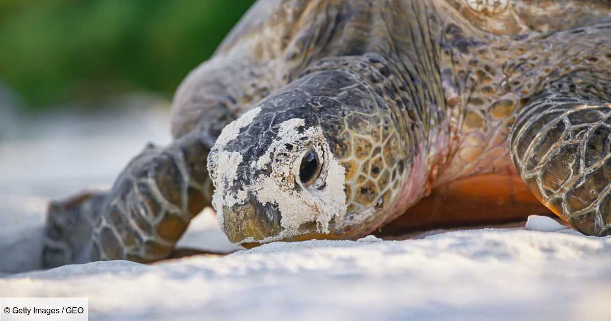 Malaisie Deux Bebes Tortues Ont Ete Decouverts Dans Un Seul Oeuf Un Fait Rarissime Geo Fr