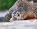 Malaisie : deux bébés tortues ont été découverts dans un seul oeuf, un fait rarissime 