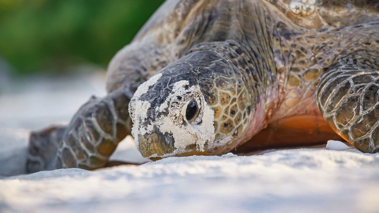 Malaisie Deux Bebes Tortues Ont Ete Decouverts Dans Un Seul Oeuf Un Fait Rarissime Geo Fr