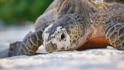 Une Tortue Marine Vient Pondre Ses Oeufs Sur La Plage Publique De Frejus Geo Fr