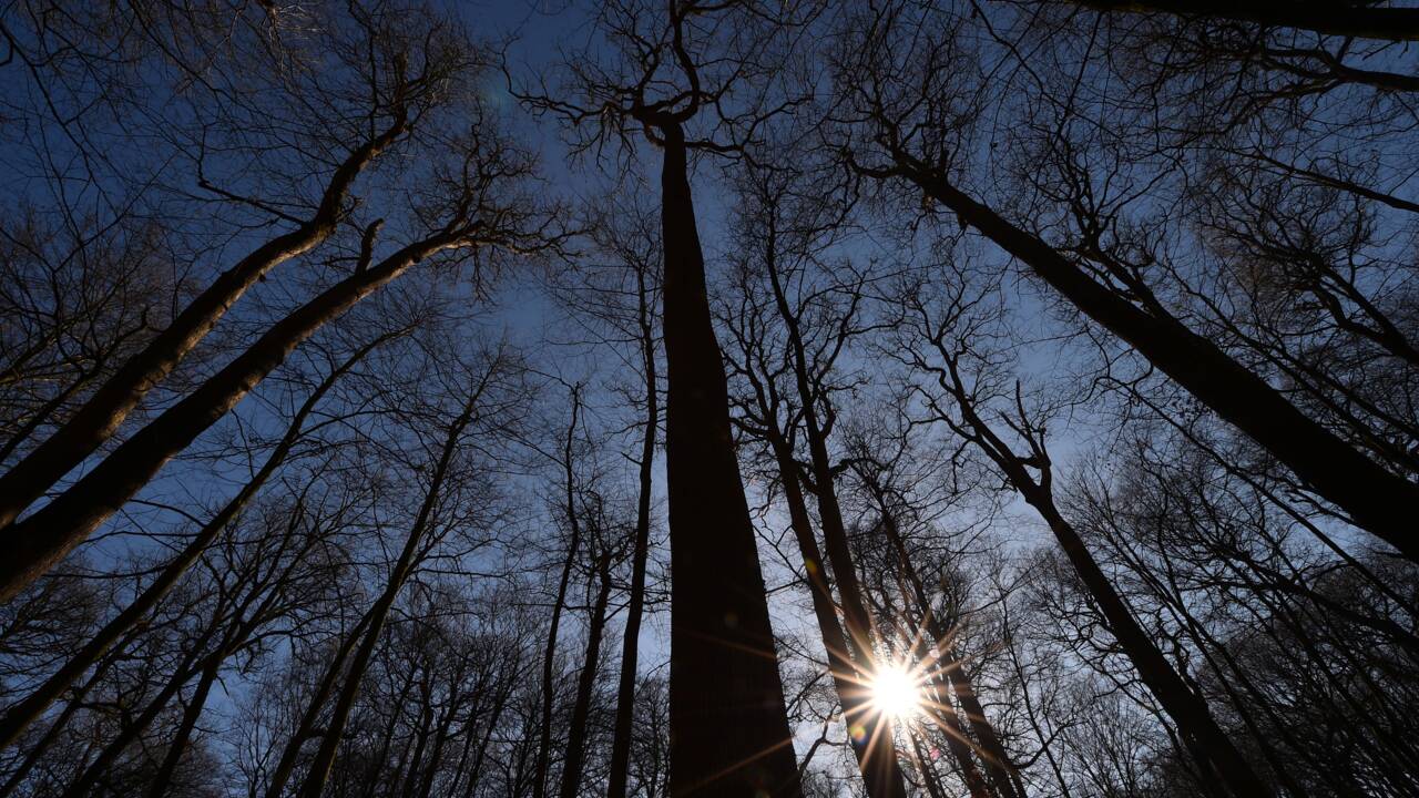 Séquoïa chinois et chêne sudiste : de nouvelles espèces d'arbres plantées en France pour lutter contre le changement climatique