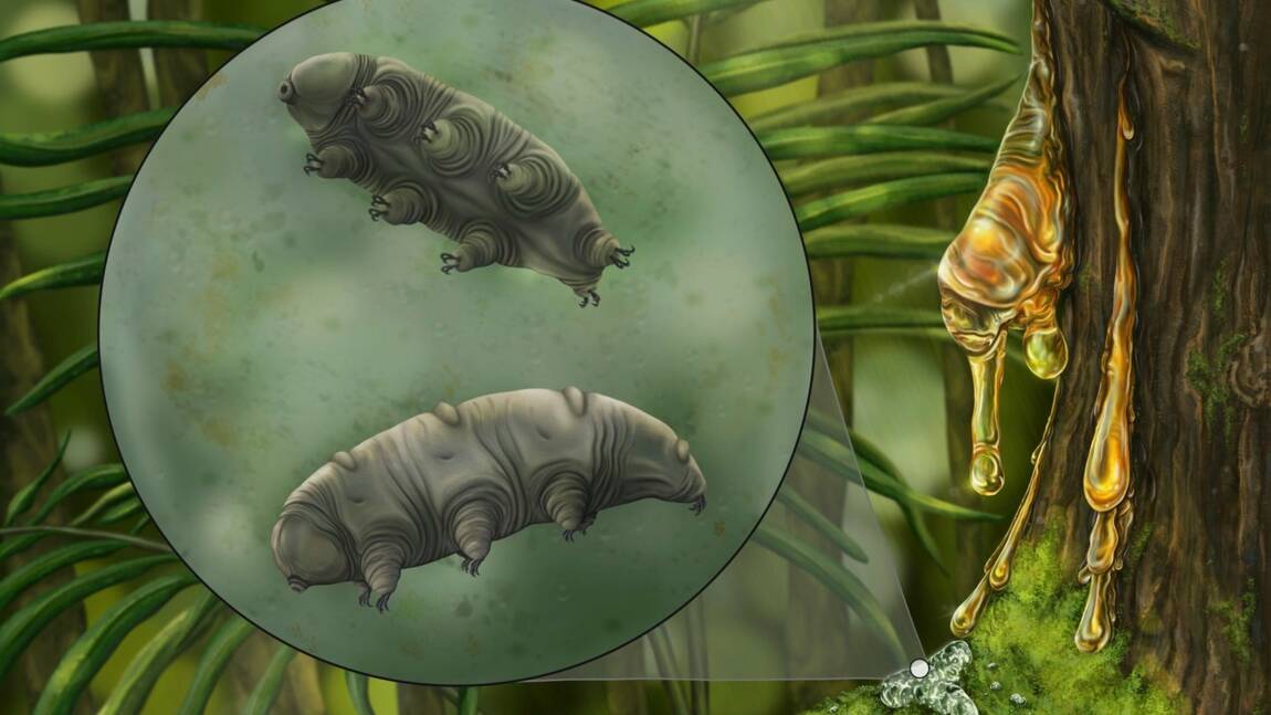 Un rare fossile de tardigrade découvert figé dans de l'ambre depuis 16 millions d'années