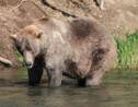 Voici Otis 480, le "plus gros ours" du parc national de Katmai en Alaska