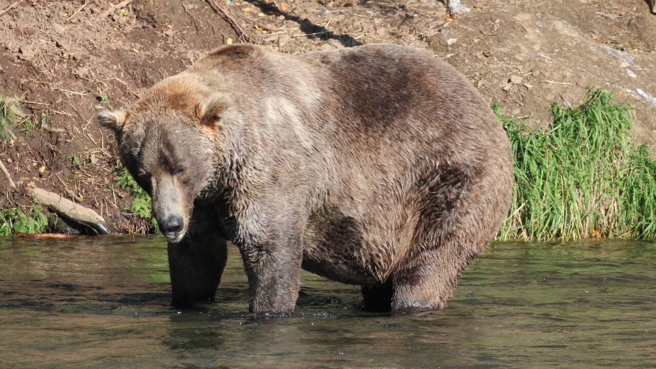 Voici Otis 480, le "plus gros ours" du parc national de Katmai en Alaska
